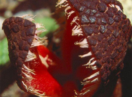 بالصور: تعرفوا إلى أغرب النباتات في العالم التي تثير الدهشة صورة رقم 6