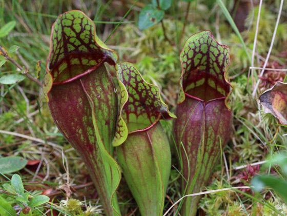 بالصور: تعرفوا إلى أغرب النباتات في العالم التي تثير الدهشة صورة رقم 10