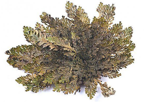 بالصور: تعرفوا إلى أغرب النباتات في العالم التي تثير الدهشة صورة رقم 12