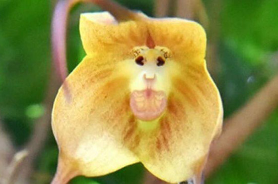 بالصور: تعرفوا إلى أغرب النباتات في العالم التي تثير الدهشة صورة رقم 13