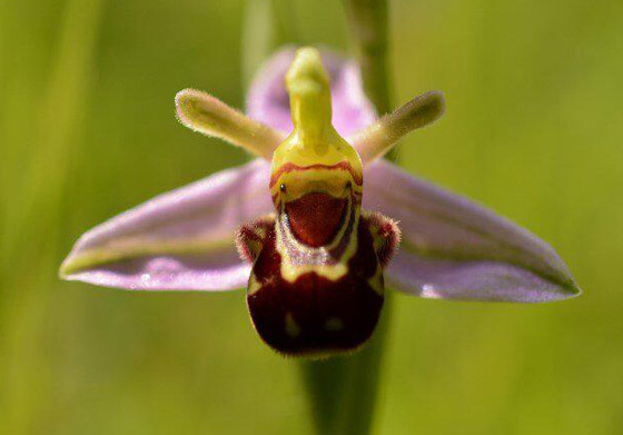 بالصور: تعرفوا إلى أغرب النباتات في العالم التي تثير الدهشة صورة رقم 14