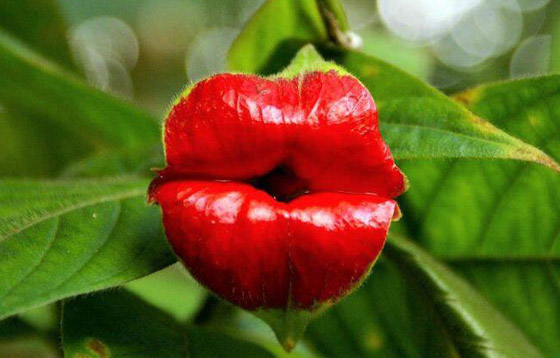 بالصور: تعرفوا إلى أغرب النباتات في العالم التي تثير الدهشة صورة رقم 17