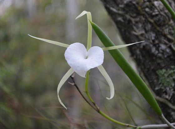 بالصور: تعرفوا إلى أغرب النباتات في العالم التي تثير الدهشة صورة رقم 19