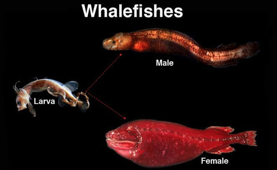 اكتشاف حيتان نادرة وغامضة تغير أشكالها وألوانها بشكل جنوني وتحير العلماء صورة رقم 3