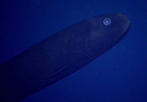 اكتشاف حيتان نادرة وغامضة تغير أشكالها وألوانها بشكل جنوني وتحير العلماء صورة رقم 6