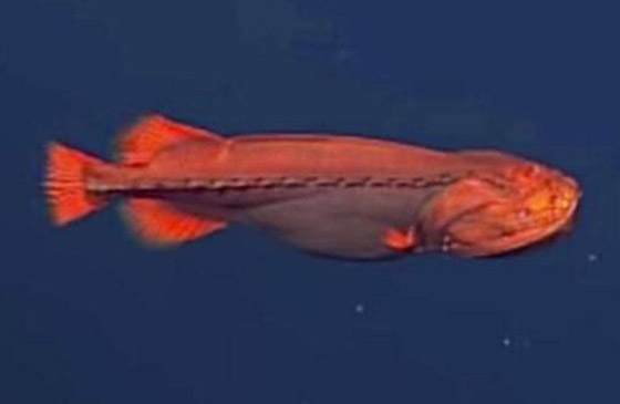 اكتشاف حيتان نادرة وغامضة تغير أشكالها وألوانها بشكل جنوني وتحير العلماء صورة رقم 7