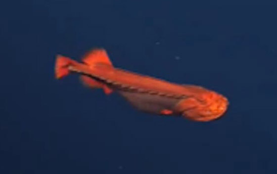 اكتشاف حيتان نادرة وغامضة تغير أشكالها وألوانها بشكل جنوني وتحير العلماء صورة رقم 8