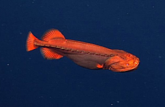 اكتشاف حيتان نادرة وغامضة تغير أشكالها وألوانها بشكل جنوني وتحير العلماء صورة رقم 9