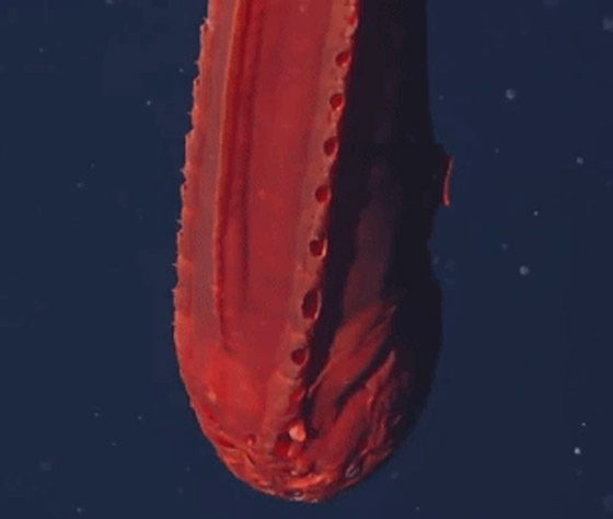 اكتشاف حيتان نادرة وغامضة تغير أشكالها وألوانها بشكل جنوني وتحير العلماء صورة رقم 10