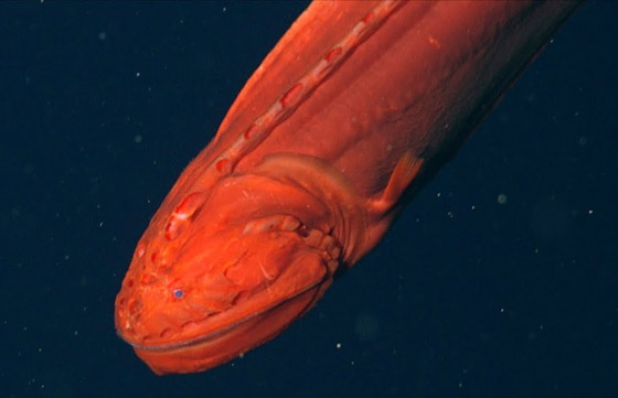 اكتشاف حيتان نادرة وغامضة تغير أشكالها وألوانها بشكل جنوني وتحير العلماء صورة رقم 11