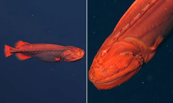 اكتشاف حيتان نادرة وغامضة تغير أشكالها وألوانها بشكل جنوني وتحير العلماء صورة رقم 2