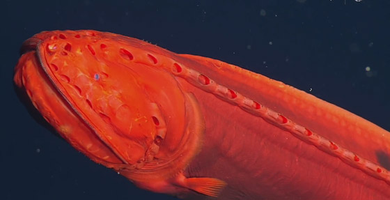 اكتشاف حيتان نادرة وغامضة تغير أشكالها وألوانها بشكل جنوني وتحير العلماء صورة رقم 12