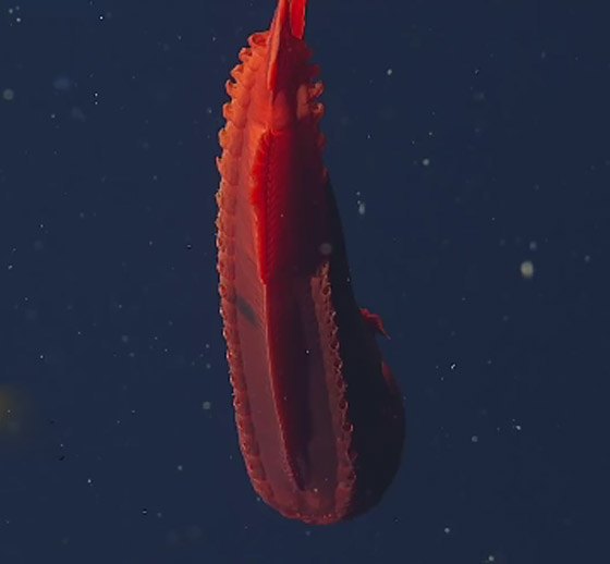 اكتشاف حيتان نادرة وغامضة تغير أشكالها وألوانها بشكل جنوني وتحير العلماء صورة رقم 13