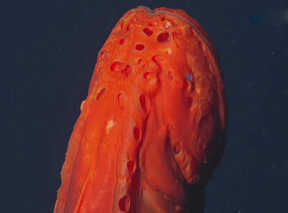 اكتشاف حيتان نادرة وغامضة تغير أشكالها وألوانها بشكل جنوني وتحير العلماء صورة رقم 14