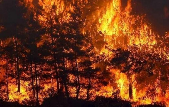 حرائق مهولة بالقدس.. إسرائيل فشلت بالسيطرة عليها وتطلب المساعدة الدولية صورة رقم 13