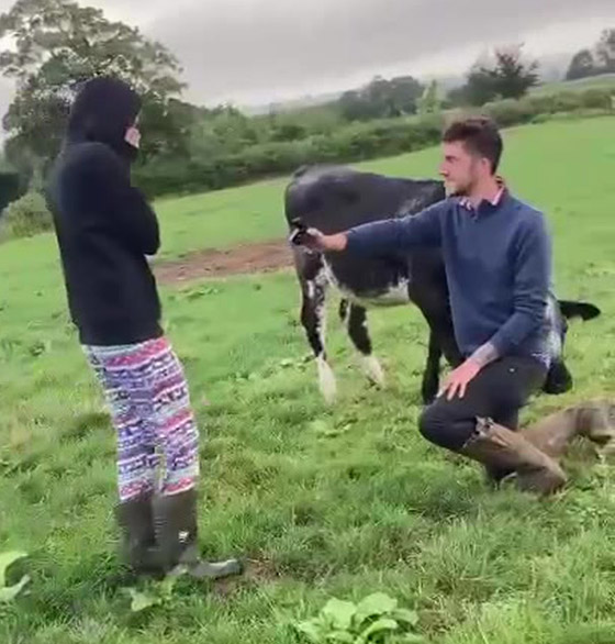 بالفيديو والصور: شاب بريطاني يعرض الزواج على حبيبته مستعينا بالبقر صورة رقم 2