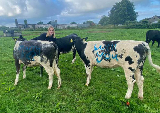 بالفيديو والصور: شاب بريطاني يعرض الزواج على حبيبته مستعينا بالبقر صورة رقم 5