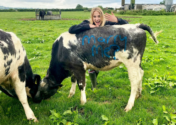 بالفيديو والصور: شاب بريطاني يعرض الزواج على حبيبته مستعينا بالبقر صورة رقم 8