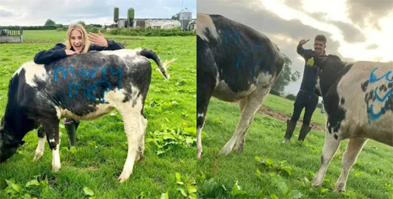 بالفيديو والصور: شاب بريطاني يعرض الزواج على حبيبته مستعينا بالبقر صورة رقم 10