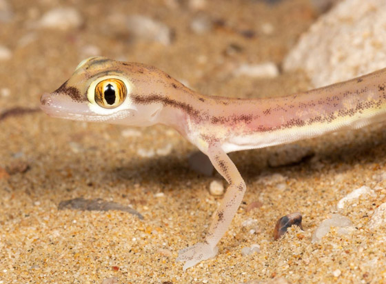 بالصور: سحلية ملونة وشفافة بصحراء أبوظبي تكشف عما يوجد بداخلها صورة رقم 1