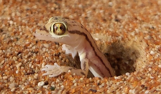 بالصور: سحلية ملونة وشفافة بصحراء أبوظبي تكشف عما يوجد بداخلها صورة رقم 5