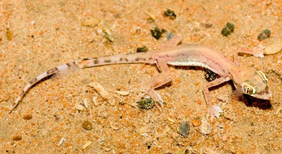 بالصور: سحلية ملونة وشفافة بصحراء أبوظبي تكشف عما يوجد بداخلها صورة رقم 10