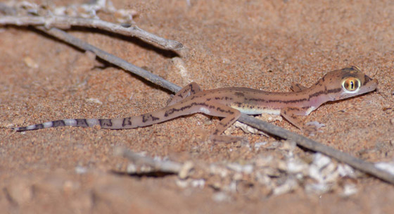 بالصور: سحلية ملونة وشفافة بصحراء أبوظبي تكشف عما يوجد بداخلها صورة رقم 6