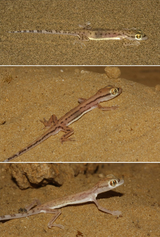 بالصور: سحلية ملونة وشفافة بصحراء أبوظبي تكشف عما يوجد بداخلها صورة رقم 7