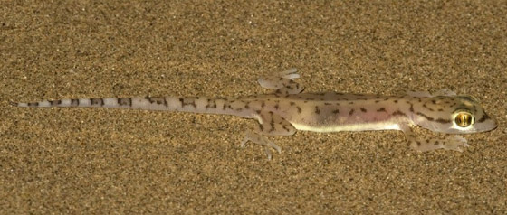 بالصور: سحلية ملونة وشفافة بصحراء أبوظبي تكشف عما يوجد بداخلها صورة رقم 8