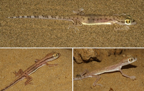 بالصور: سحلية ملونة وشفافة بصحراء أبوظبي تكشف عما يوجد بداخلها صورة رقم 9