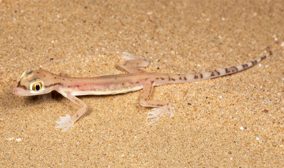 بالصور: سحلية ملونة وشفافة بصحراء أبوظبي تكشف عما يوجد بداخلها صورة رقم 2