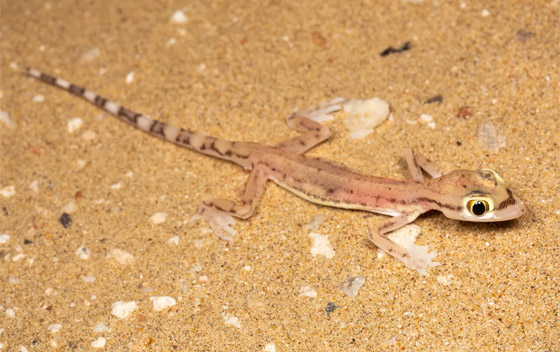 بالصور: سحلية ملونة وشفافة بصحراء أبوظبي تكشف عما يوجد بداخلها صورة رقم 3