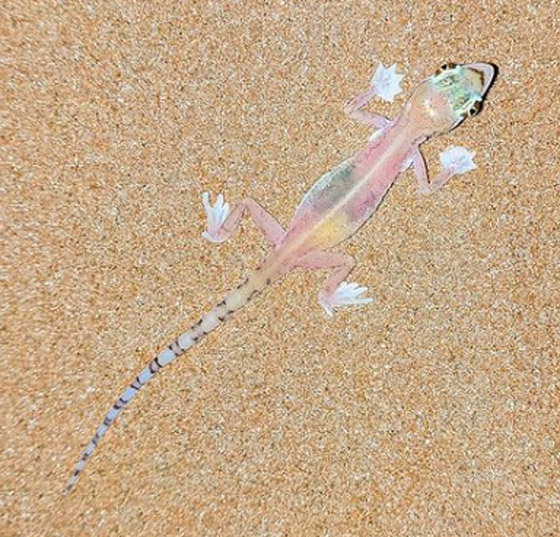 بالصور: سحلية ملونة وشفافة بصحراء أبوظبي تكشف عما يوجد بداخلها صورة رقم 4