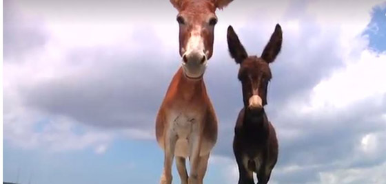 لم يتحملوا الأصوات المرتفعة للديكة والحمير.. بلدة إسبانية تطالب السياح بالتعايش مع حياة البادية بدل التذمرa صورة رقم 1