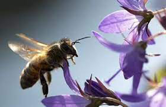 معلومة قد تصدمك.. 