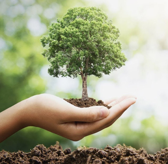 ماذا سيحدث للمناخ إذا زرع كل فرد من سكان الأرض شجرة سنويا لمدة 20 عاما؟ صورة رقم 7