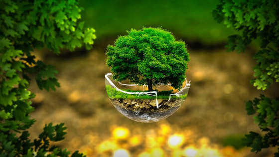 ماذا سيحدث للمناخ إذا زرع كل فرد من سكان الأرض شجرة سنويا لمدة 20 عاما؟ صورة رقم 3