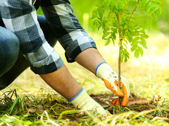 ماذا سيحدث للمناخ إذا زرع كل فرد من سكان الأرض شجرة سنويا لمدة 20 عاما؟ صورة رقم 8