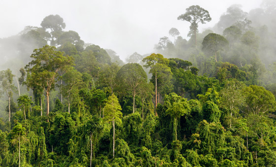 ماذا سيحدث للمناخ إذا زرع كل فرد من سكان الأرض شجرة سنويا لمدة 20 عاما؟ صورة رقم 10