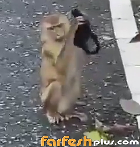 فيديو طريف: قرد يقلد البشر بطريقة ساخرة ويضع قناع كورونا على وجهه صورة رقم 1