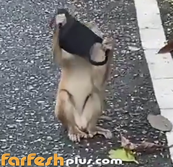 فيديو طريف: قرد يقلد البشر بطريقة ساخرة ويضع قناع كورونا على وجهه صورة رقم 2