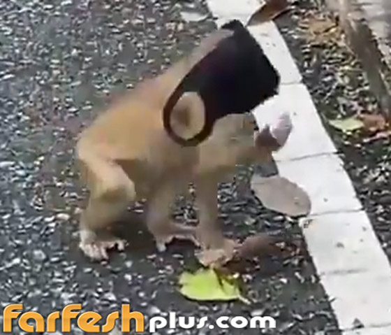 فيديو طريف: قرد يقلد البشر بطريقة ساخرة ويضع قناع كورونا على وجهه صورة رقم 3