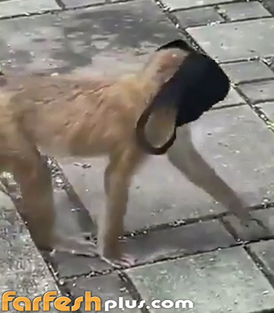 فيديو طريف: قرد يقلد البشر بطريقة ساخرة ويضع قناع كورونا على وجهه صورة رقم 4