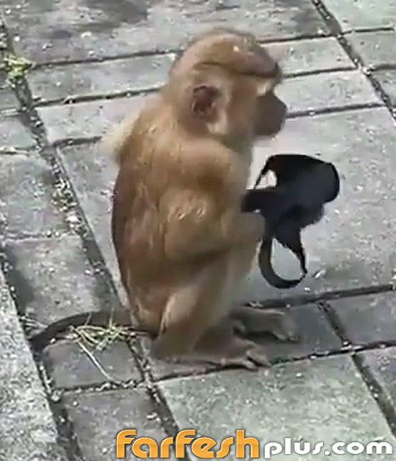 فيديو طريف: قرد يقلد البشر بطريقة ساخرة ويضع قناع كورونا على وجهه صورة رقم 5
