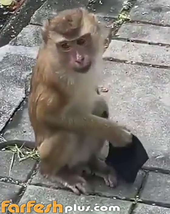 فيديو طريف: قرد يقلد البشر بطريقة ساخرة ويضع قناع كورونا على وجهه صورة رقم 6