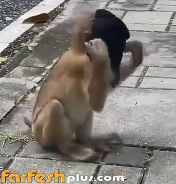 فيديو طريف: قرد يقلد البشر بطريقة ساخرة ويضع قناع كورونا على وجهه صورة رقم 7