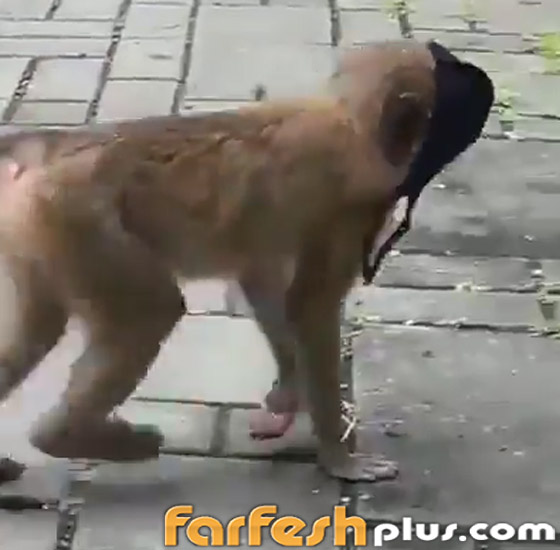 فيديو طريف: قرد يقلد البشر بطريقة ساخرة ويضع قناع كورونا على وجهه صورة رقم 8