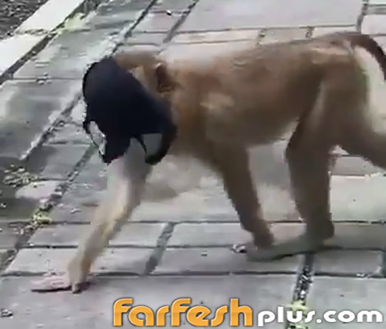 فيديو طريف: قرد يقلد البشر بطريقة ساخرة ويضع قناع كورونا على وجهه صورة رقم 9