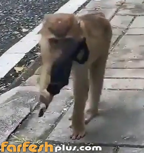 فيديو طريف: قرد يقلد البشر بطريقة ساخرة ويضع قناع كورونا على وجهه صورة رقم 10