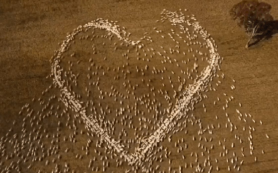 مزارع أسترالي لم يتمكن من حضور جنازة عمته.. فودّعها بفيديو الأغنام صورة رقم 6